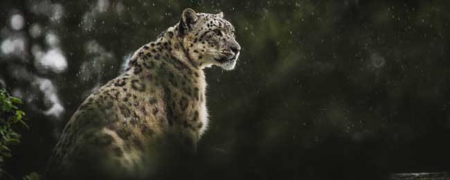 escape room Valencia El tesoro del jaguar