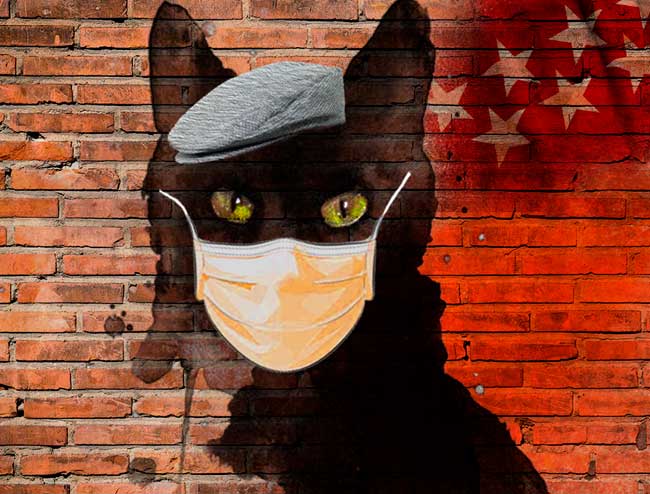 escape room Madrid Más gato que un madrileño